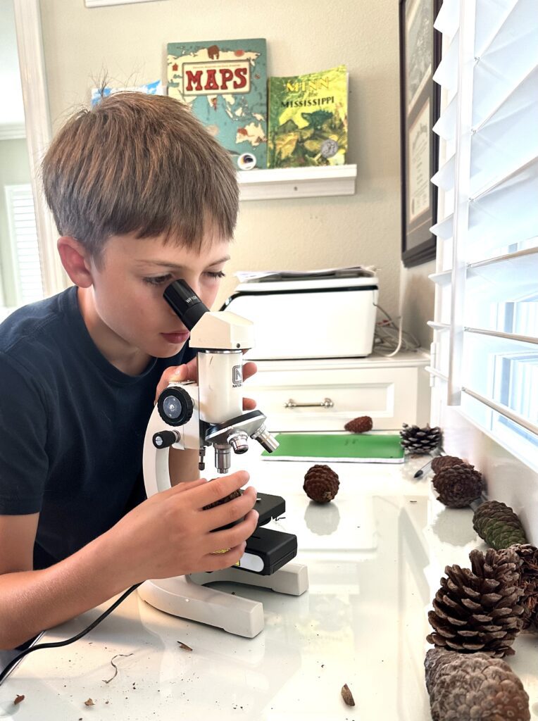 boy looking a pinecone seeds through a microscope