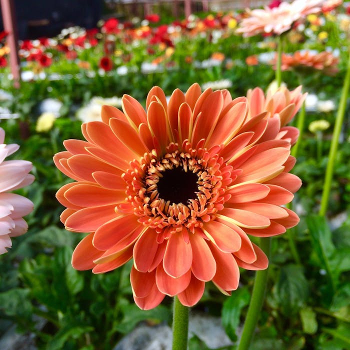 Orange Flower Among a Field of Flowers