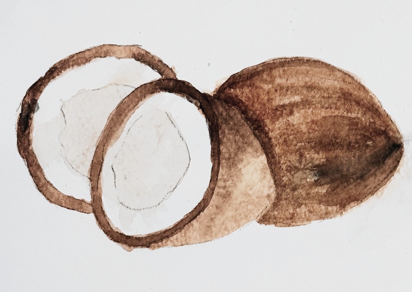 watercolor coconuts